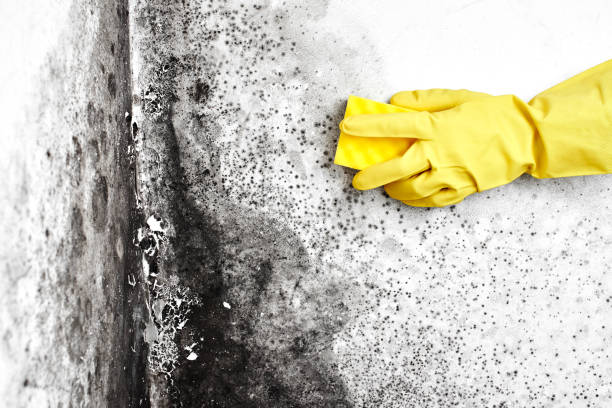 Best Residential Mold Remediation in Hope Valley, RI