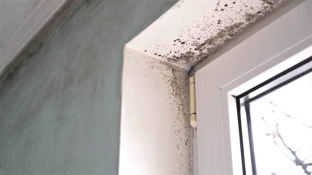 Best Black Mold Remediation in Hope Valley, RI