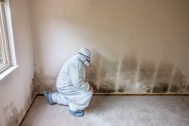 Best Residential Mold Remediation in Hope Valley, RI