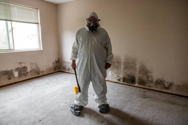 Best DIY Mold Remediation Support Services in Hope Valley, RI