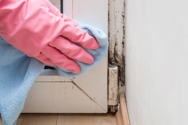 Best Crawl Space Mold Remediation in Hope Valley, RI