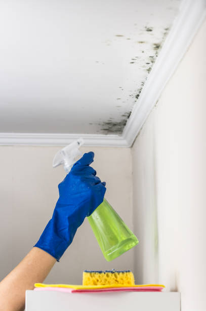Trusted Hope Valley, RI Mold Remediation Experts